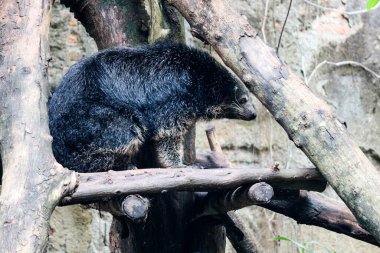 Bu Ragunan Hayvanat Bahçesi 'nde bir binturong. Binturong bir çeşit büyük gelincik, Viverridae kabilesinin bir üyesi. Bu hayvan aynı zamanda Malay misk kedisi, Asya ayı kedisi, Palawan ayı kedisi ya da kısaca Bearcat olarak da bilinir.