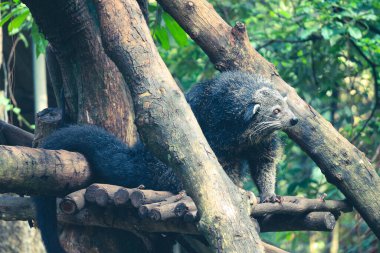 Bu Ragunan Hayvanat Bahçesi 'nde bir binturong. Binturong bir çeşit büyük gelincik, Viverridae kabilesinin bir üyesi. Bu hayvan aynı zamanda Malay misk kedisi, Asya ayı kedisi, Palawan ayı kedisi ya da kısaca Bearcat olarak da bilinir.