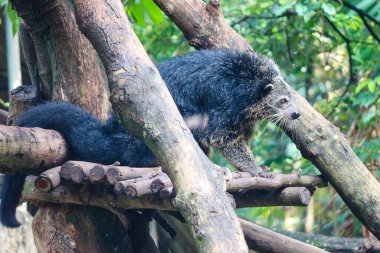 Bu Ragunan Hayvanat Bahçesi 'nde bir binturong. Binturong bir çeşit büyük gelincik, Viverridae kabilesinin bir üyesi. Bu hayvan aynı zamanda Malay misk kedisi, Asya ayı kedisi, Palawan ayı kedisi ya da kısaca Bearcat olarak da bilinir.