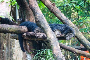 Bu Ragunan Hayvanat Bahçesi 'nde bir binturong. Binturong bir çeşit büyük gelincik, Viverridae kabilesinin bir üyesi. Bu hayvan aynı zamanda Malay misk kedisi, Asya ayı kedisi, Palawan ayı kedisi ya da kısaca Bearcat olarak da bilinir.