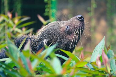 Bu Ragunan Hayvanat Bahçesi 'nde bir binturong. Binturong bir çeşit büyük gelincik, Viverridae kabilesinin bir üyesi. Bu hayvan aynı zamanda Malay misk kedisi, Asya ayı kedisi, Palawan ayı kedisi ya da kısaca Bearcat olarak da bilinir.