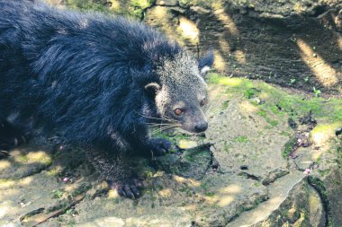 Bu Ragunan Hayvanat Bahçesi 'nde bir binturong. Binturong bir çeşit büyük gelincik, Viverridae kabilesinin bir üyesi. Bu hayvan aynı zamanda Malay misk kedisi, Asya ayı kedisi, Palawan ayı kedisi ya da kısaca Bearcat olarak da bilinir.