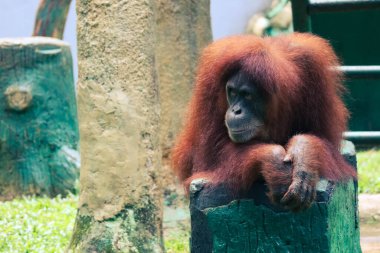 Bu, Ragunan Hayvanat Bahçesi 'ndeki bir Sumatra orangutanının fotoğrafı. Sumatra orangutanı en nadir rastlanan orangutan türüdür. Sumatra orangutanı yaşıyor ve Endonezya 'da bulunan Sumatra' ya özgü bir ada..