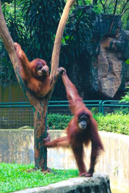 Bu, Ragunan Hayvanat Bahçesi 'ndeki bir Sumatra orangutanının fotoğrafı. Sumatra orangutanı en nadir rastlanan orangutan türüdür. Sumatra orangutanı yaşıyor ve Endonezya 'da bulunan Sumatra' ya özgü bir ada..