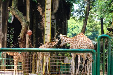 Bu Ragunan hayvanat bahçesindeki zürafaların fotoğrafı. Zürafa, zürafa cinsine ait büyük bir Afrika toynaklı memelidir. O, yaşayan en uzun karasal hayvan ve yeryüzündeki en büyük geviş getiren hayvandır..