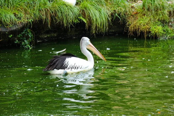 Papagaio Pelicano Uma Ave Aquática Que Tem Uma Bolsa Sob — Fotografia de Stock