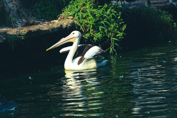 オウムやペリカンはくちばしの下にポーチを持つ水鳥であり ペリカニダエ科の鳥科の一部である この鳥はラグナン動物園の湖の鳥の種の一つです — ストック写真