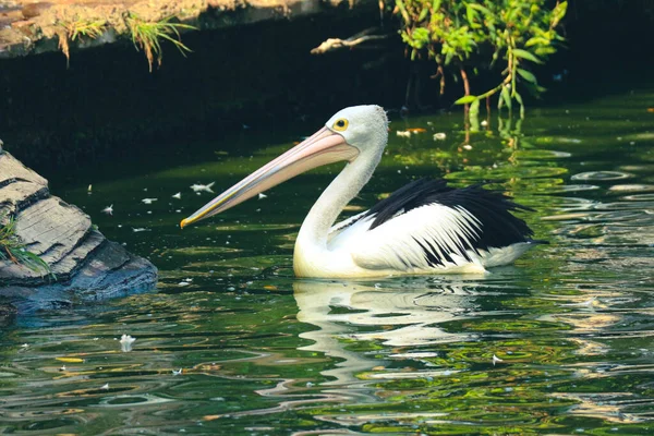 鹦鹉或鹈鹕是一种水鸟 它的喙下有一个袋 是Pelecanidae鸟类家族的一部分 这只鸟是拉古南动物园湖中的鸟类之一 — 图库照片