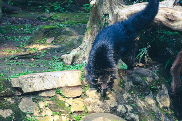 Det Här Binturong Ragunan Zoo Binturong Sorts Stor Vessla Medlem — Stockfoto