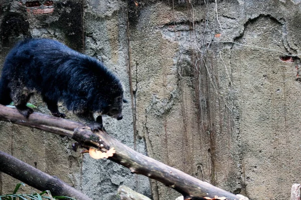 stock image This is a binturong at Ragunan Zoo. Binturong is a kind of large weasel, a member of the Viverridae tribe. This animal is also known as the Malay Civet Cat, Asian Bearcat, Palawan Bearcat, or simply Bearcat