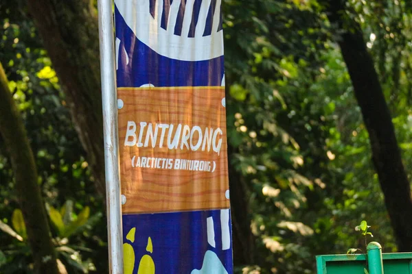 Este Binturong Zoológico Ragunan Binturong Una Especie Comadreja Grande Miembro — Foto de Stock