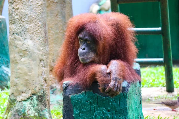 Detta Ett Foto Sumatran Orangutang Ragunan Zoo Sumatranorangutangen Den Ovanligaste — Stockfoto