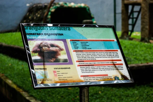 Esta Una Foto Orangután Sumatra Zoológico Ragunan Orangután Sumatra Especie —  Fotos de Stock