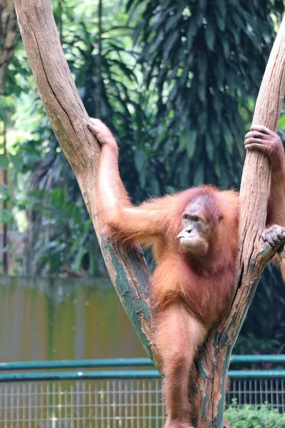 Bu, Ragunan Hayvanat Bahçesi 'ndeki bir Sumatra orangutanının fotoğrafı. Sumatra orangutanı en nadir rastlanan orangutan türüdür. Sumatra orangutanı yaşıyor ve Endonezya 'da bulunan Sumatra' ya özgü bir ada..