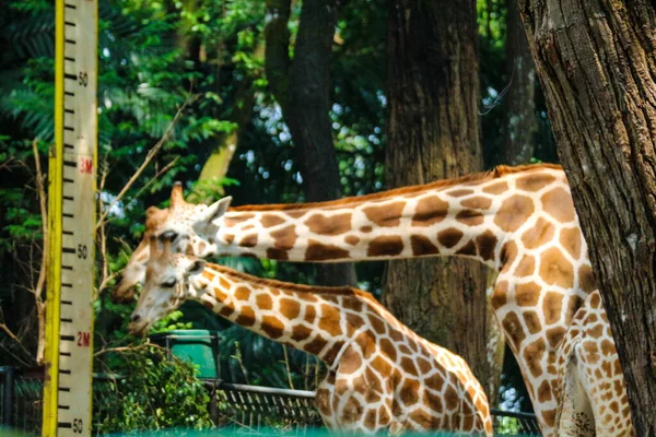 Фото Жирафов Зоопарке Рагунан Жираф Крупное Африканское Копытное Млекопитающее Принадлежащее — стоковое фото
