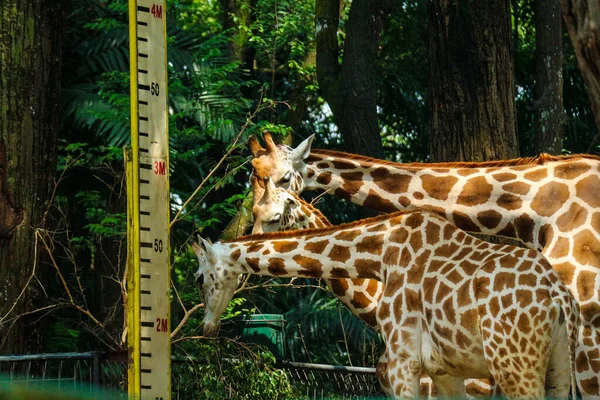 Фото Жирафов Зоопарке Рагунан Жираф Крупное Африканское Копытное Млекопитающее Принадлежащее — стоковое фото