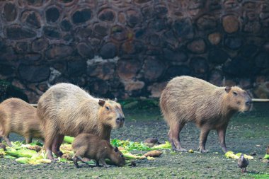 Ragunan Hayvanat Bahçesi, Jakarta 'da Capybara (Hydrochoerus hydrochaeris). Capybara yaşayan en büyük kemirgen türüdür (soyu tükenmiş en büyük kemirgen Phoberomys pattersoni 'dir).).