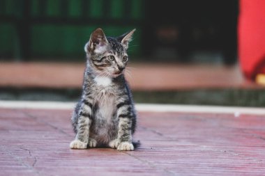 Bokeh 'li sokak kedisinin fotoğrafı. Sokak kedisi, hayatı sokaklarda dolaşan bir kedidir..