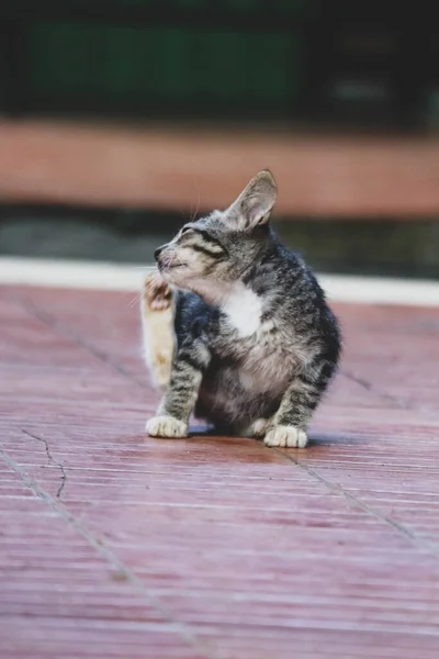 Zdjęcie Bezpańskiego Kota Bokeh Zbłąkany Kot Kot Którego Życie Błąka — Zdjęcie stockowe