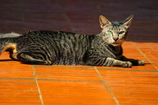 Photo Stray Cat Bokeh Stray Cat Cat Whose Life Roams — Stock Photo, Image