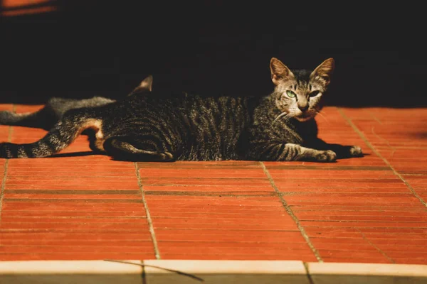 照片上是一只带着假牙的流浪猫 流浪猫是生活在街上的猫 — 图库照片