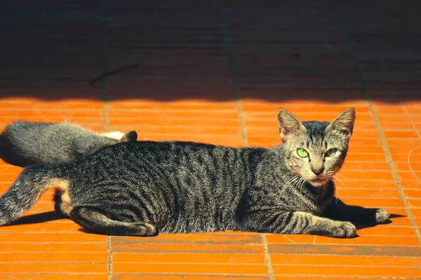 Fénykép Egy Kóbor Macskáról Bokeh Val Kóbor Macska Macska Akinek — Stock Fotó