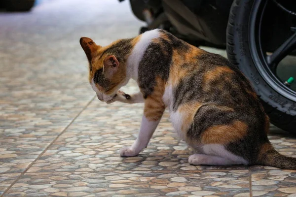 Photo Stray Cat Bokeh Stray Cat Cat Whose Life Roams — Stock Photo, Image