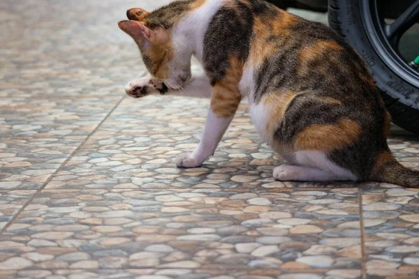照片上是一只带着假牙的流浪猫 流浪猫是生活在街上的猫 — 图库照片
