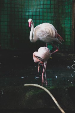 Bu hayvanat bahçesindeki flamingoların fotoğrafı. Flamingo, uzun bacaklı ve gruplar halinde yaşayan bir kuş türüdür. Phoenicopterus familyasına ve Phoenicopteridae familyasına aittir..