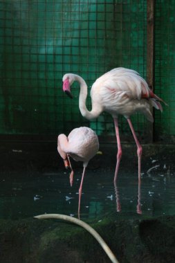 Bu hayvanat bahçesindeki flamingoların fotoğrafı. Flamingo, uzun bacaklı ve gruplar halinde yaşayan bir kuş türüdür. Phoenicopterus familyasına ve Phoenicopteridae familyasına aittir..