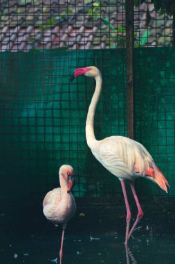 Bu hayvanat bahçesindeki flamingoların fotoğrafı. Flamingo, uzun bacaklı ve gruplar halinde yaşayan bir kuş türüdür. Phoenicopterus familyasına ve Phoenicopteridae familyasına aittir..