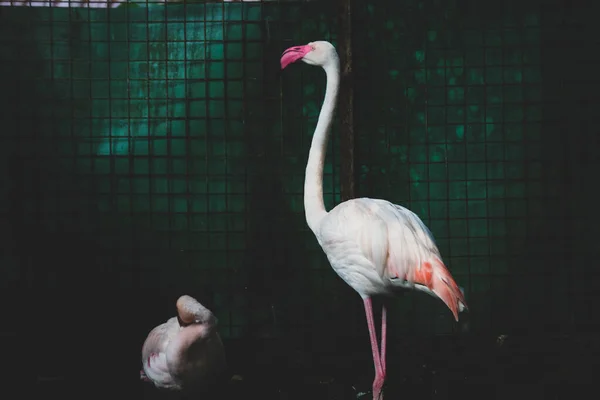 Esta Una Foto Flamencos Zoológico Flamingo Una Especie Ave Patas — Foto de Stock
