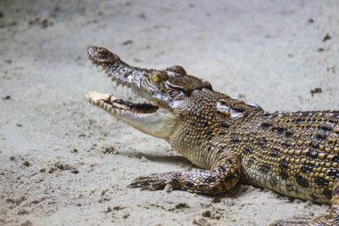 Bu, hayvanat bahçesinde Latince adı Crocordilus porosus olan bir estuarin timsahının fotoğrafı. Bu hayvanat bahçesi Ragunan 'da..