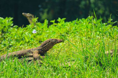 Bu, hayvanat bahçesinde Latince adı Varanus Salvator olan bir kertenkele ya da su monitörünün fotoğrafı. Bu hayvanat bahçesi Ragunan 'da..