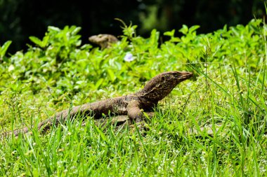 Bu, hayvanat bahçesinde Latince adı Varanus Salvator olan bir kertenkele ya da su monitörünün fotoğrafı. Bu hayvanat bahçesi Ragunan 'da..