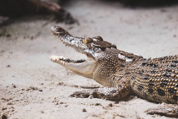 Photo Estuarine Crocodile Latin Name Crocordilus Porosus Zoo Zoo Ragunan — Stock Photo, Image