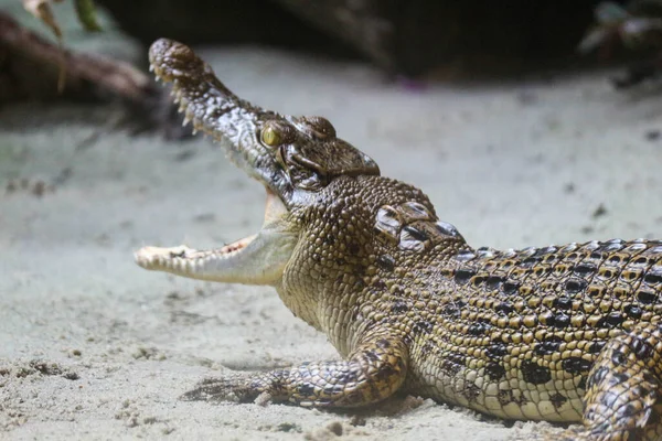 stock image This is a photo of an estuarine crocodile with the Latin name Crocordilus porosus in the zoo. This zoo is in Ragunan.