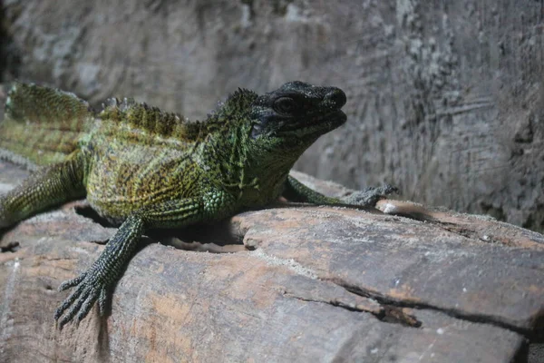 Фотография Игуаны Желтовато Зеленым Цветом Тела Зоопарке Зоопарк Находится Рагунане — стоковое фото