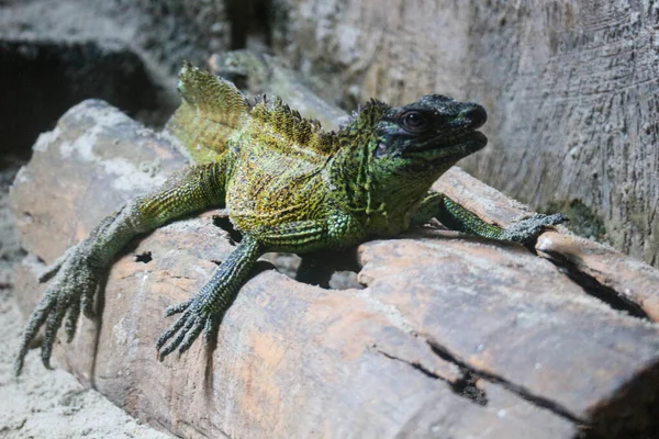 这张照片是动物园里一只黄绿色身体的鬣蜥的照片 这个动物园在拉古南 — 图库照片