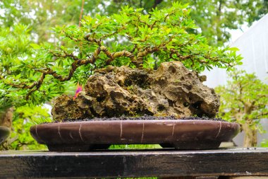 Bu çeşitli bonsai türlerinin fotoğrafı. Bonsai, doğadaki büyük, yaşlı bir ağacın minyatürünü yapmak amacıyla sığ bir saksıda cüce gibi görünen bir bitki ya da ağaçtır..