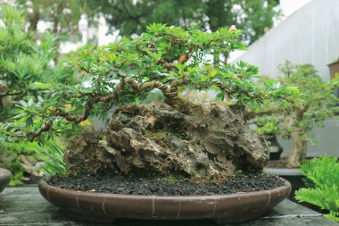 Bu çeşitli bonsai türlerinin fotoğrafı. Bonsai, doğadaki büyük, yaşlı bir ağacın minyatürünü yapmak amacıyla sığ bir saksıda cüce gibi görünen bir bitki ya da ağaçtır..