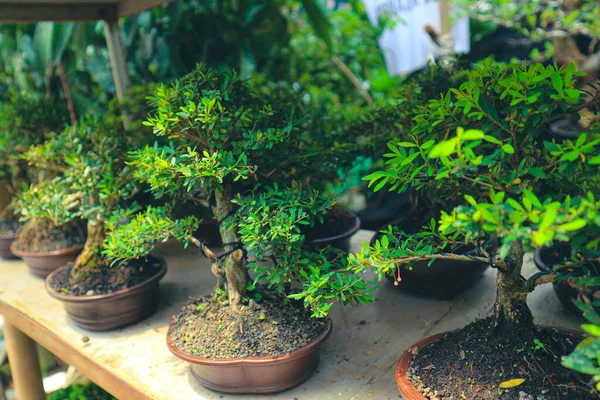 Photo Various Types Bonsai Bonsai Plant Tree Dwarfed Shallow Pot — Stock Photo, Image