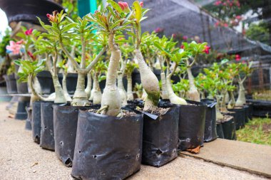 Bu çeşitli bonsai türlerinin fotoğrafı. Bonsai, doğadaki büyük, yaşlı bir ağacın minyatürünü yapmak amacıyla sığ bir saksıda cüce gibi görünen bir bitki ya da ağaçtır..