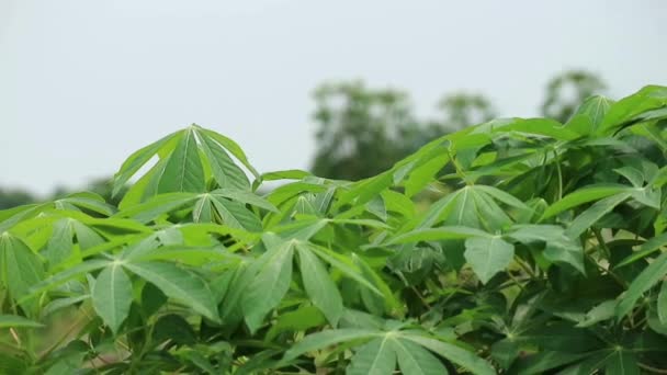 Πλάνα Από Φύλλα Cassava Manihot Esculanta Crantz Ταλαντεύεται Στον Άνεμο — Αρχείο Βίντεο