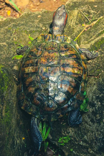 Kabuklu Kaplumbağa Cuora Amboinensis Olarak Bilinen Kuya Kabuğu Amboina Kutu — Stok fotoğraf