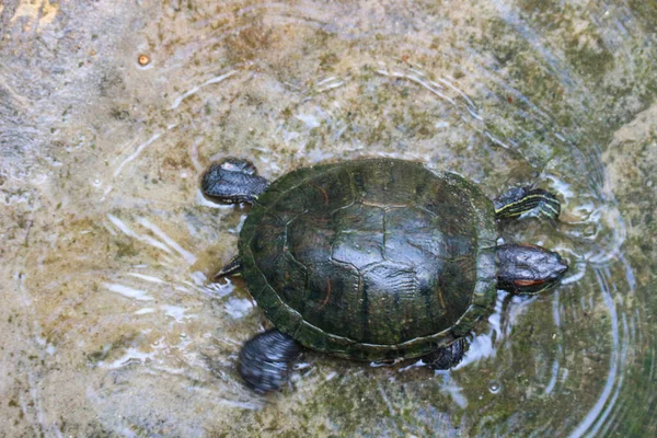 Quora Amboinensis Kuya Shell 암보이나 Amboina Box Turtle 동남아시아 Southeast — 스톡 사진