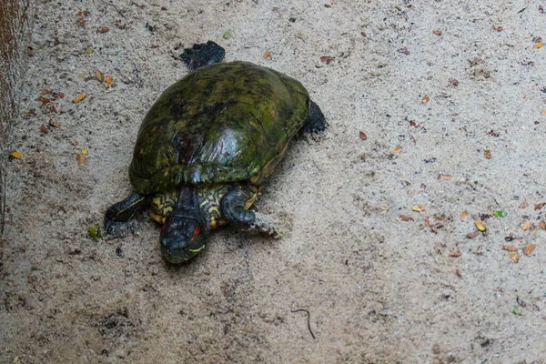 Kuya shell, also known as the shell turtle or Cuora amboinensis, is also known as the Amboina Box Turtle or the Southeast Asian Box Turtle. This tortoise is very suitable to be kept, and can make a unique pet.