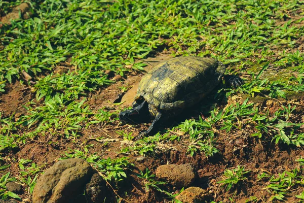 Quora Amboinensis Kuya Shell 암보이나 Amboina Box Turtle 동남아시아 Southeast — 스톡 사진