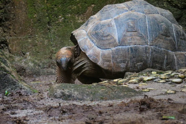 Альдабра Гигантская Черепаха Aldabrachelys Gigantea Является Одним Крупнейших Черепах Мире — стоковое фото