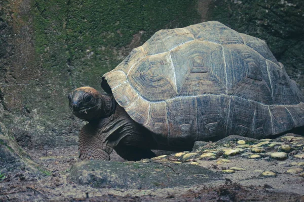 Aldabra Obrovská Želva Neboli Aldabrachelys Gigantea Jednou Největších Želv Světě — Stock fotografie